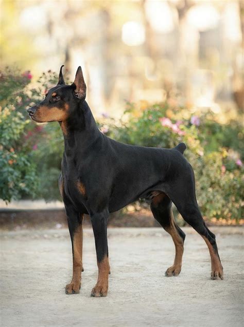 prima dobermans